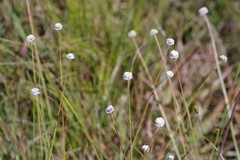 Eriocaulon dregei