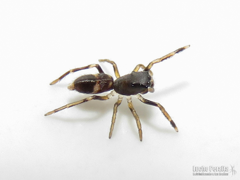 Parafluda