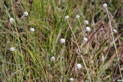 Eriocaulon dregei