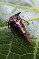Campylocentrus