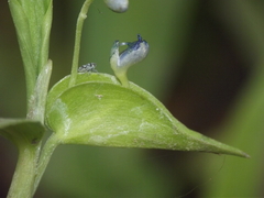 Commelina diffusa