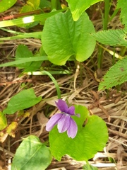Viola uliginosa