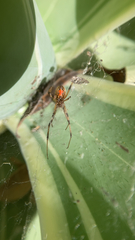 Latrodectus geometricus