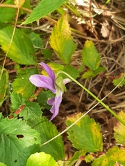 Viola uliginosa
