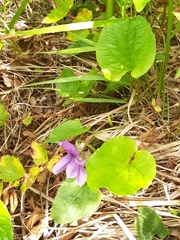 Viola uliginosa
