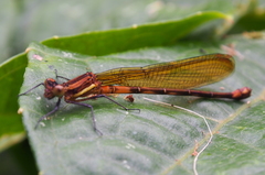 Argia terira
