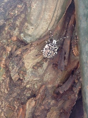 Discocephalinae