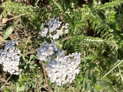 Achillea millefolium