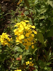 Erysimum odoratum