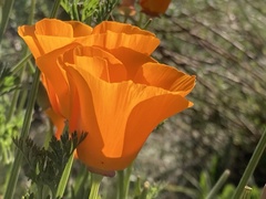 Eschscholzia californica