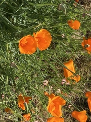 Eschscholzia californica