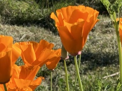 Eschscholzia californica