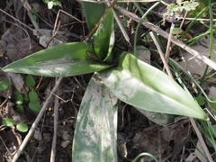 Himantoglossum hircinum