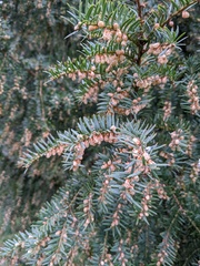 Taxus baccata