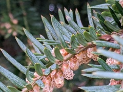 Taxus baccata
