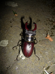Lucanus cervus