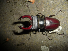 Lucanus cervus