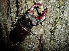 Lucanus cervus
