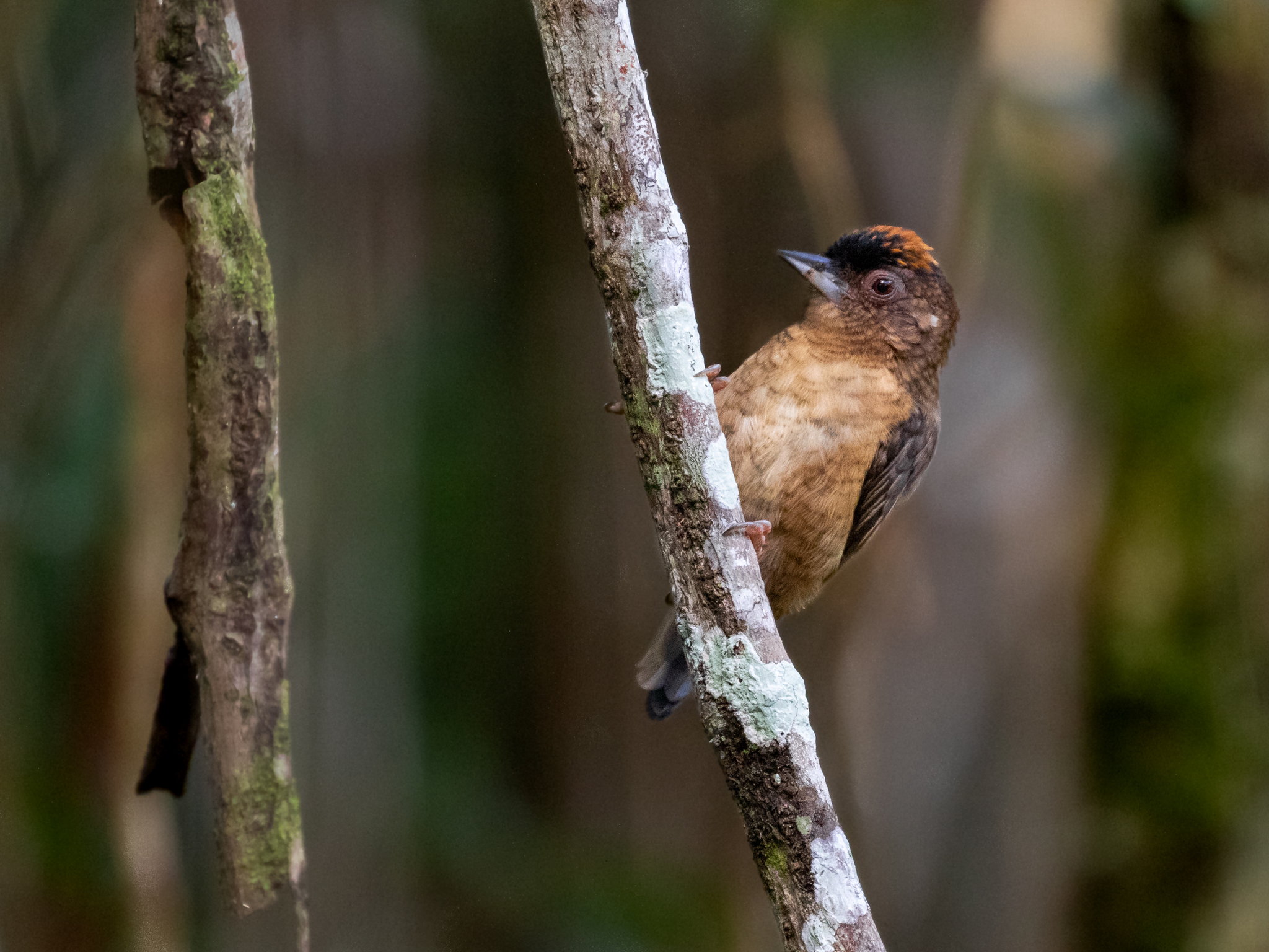 Rusty-necked Piculet illustration