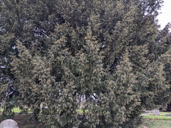 Taxus baccata