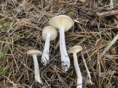 Tephroleuci