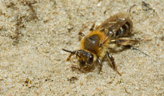 Andrena barbilabris