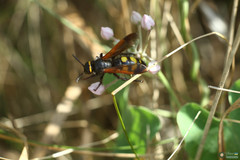 Scolia fuciformis