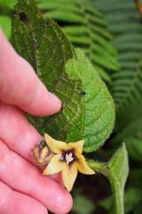 Image of Witheringia macrantha