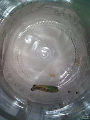 Cydalima perspectalis