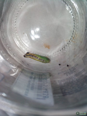 Cydalima perspectalis