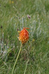 Kniphofia triangularis