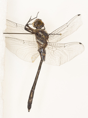 Brechmorhoga pertinax