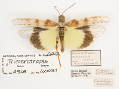 Spharagemon campestris