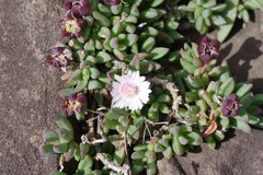 Delosperma katbergense