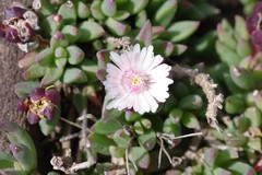 Delosperma katbergense