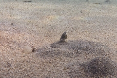 Callechelys marmorata