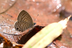 Nacaduba sinhala
