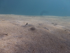 Callechelys marmorata