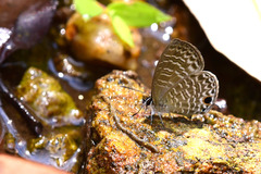 Nacaduba sinhala