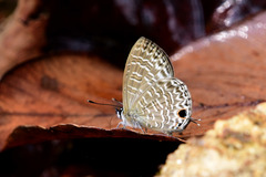 Nacaduba sinhala