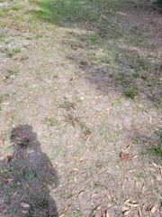 Pyrrhopappus carolinianus image