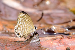 Nacaduba sinhala