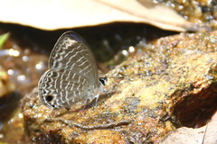 Nacaduba sinhala