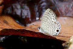 Nacaduba sinhala