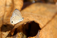 Nacaduba sinhala
