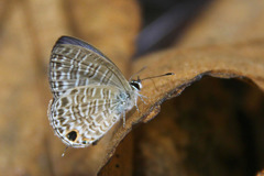 Nacaduba sinhala