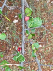 Commiphora pyracanthoides
