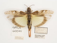 Cratypedes neglectus