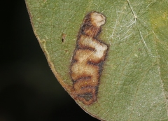 Stigmella rhamnella