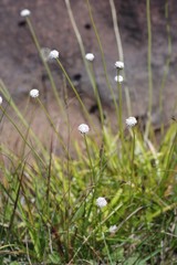 Eriocaulon dregei